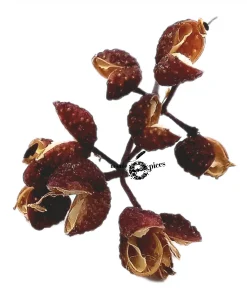 Baies Sichuan Fagara SUISSE (Jardin de Seigneux)